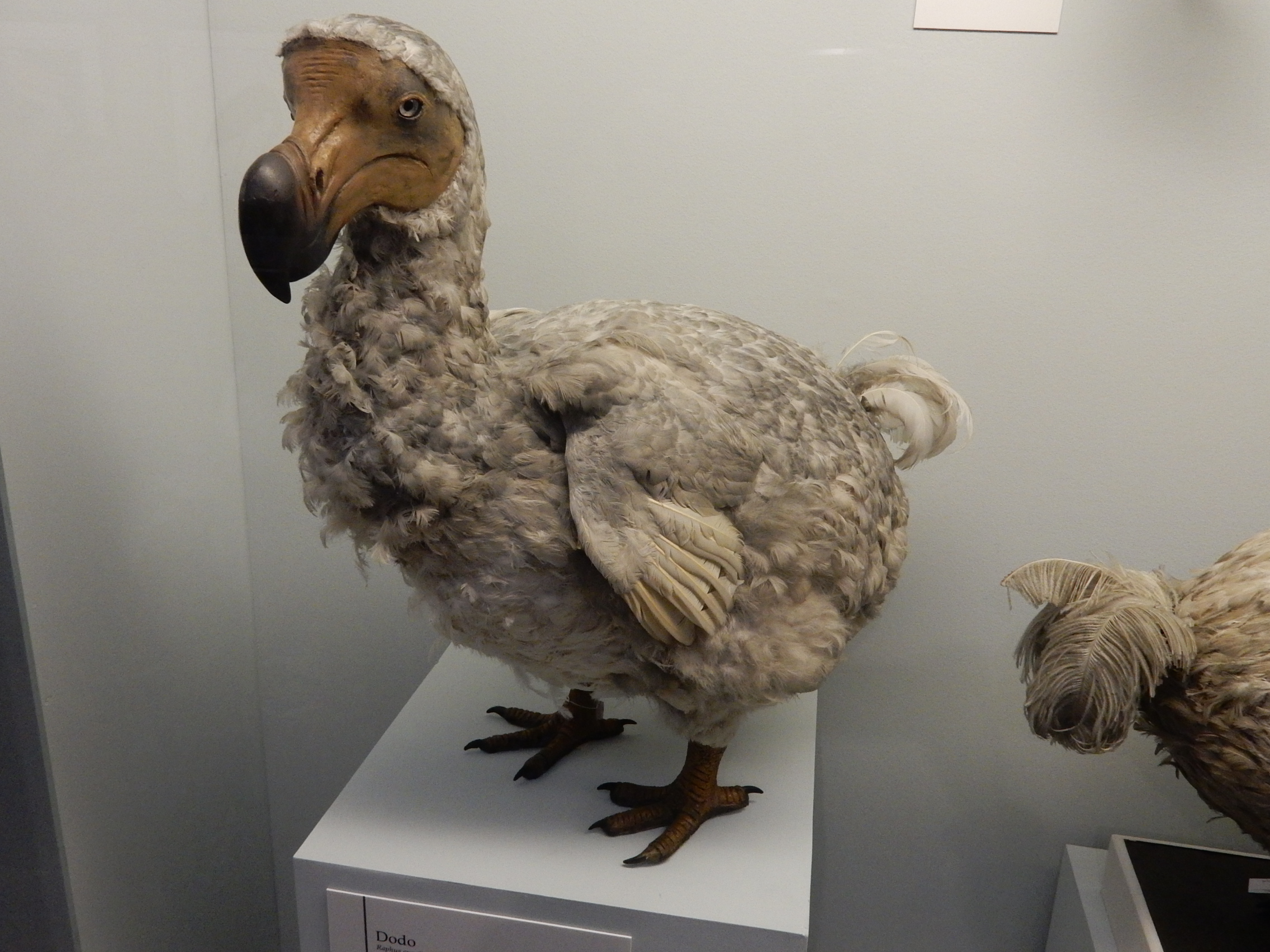 The True Story of the Dodo: Why Did the Bird Really Disappear from the Face of the Earth?
