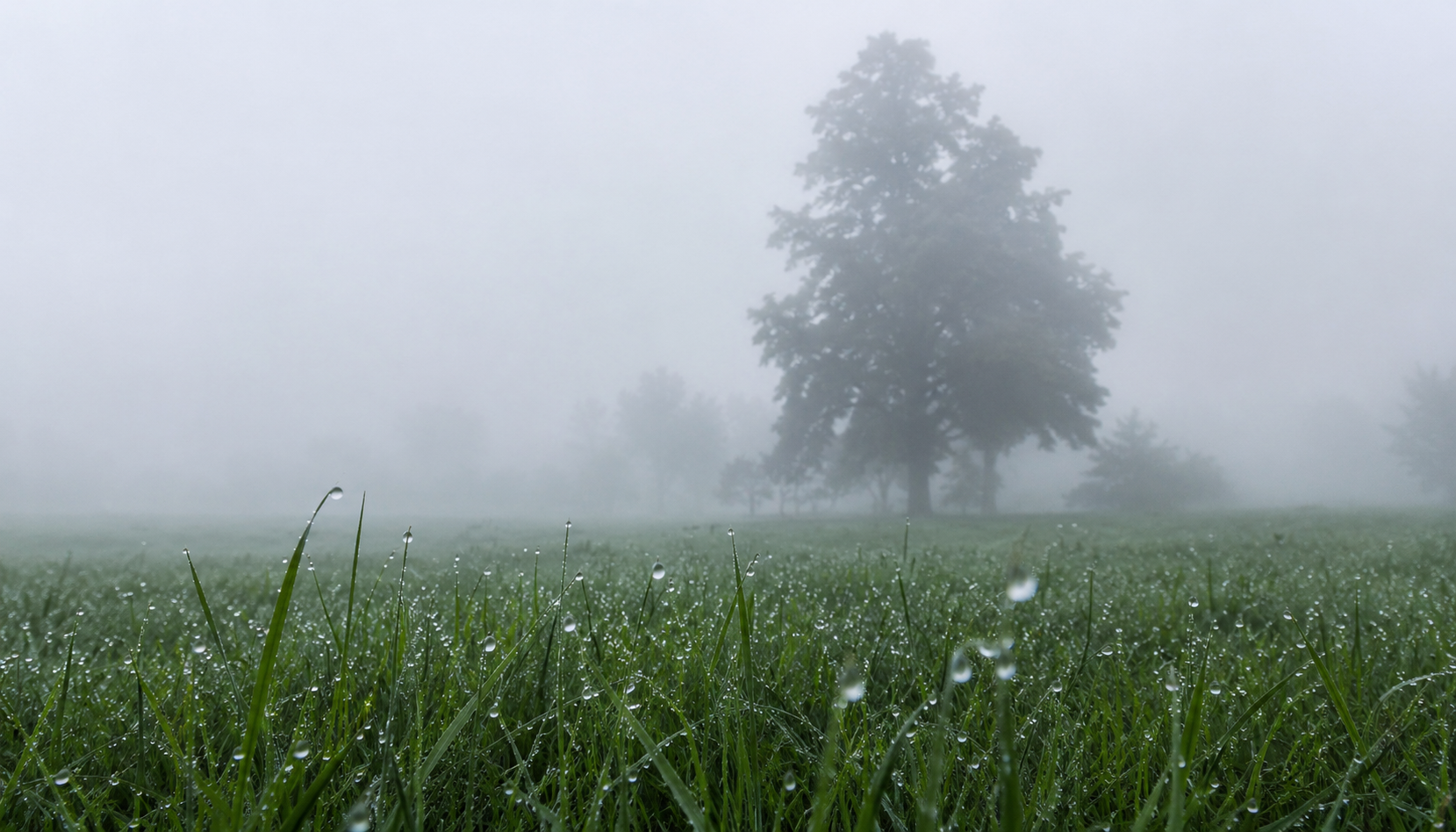 Something Lives in the Fog: Scientists Discover Unique Ecosystems Within This Mysterious Phenomenon