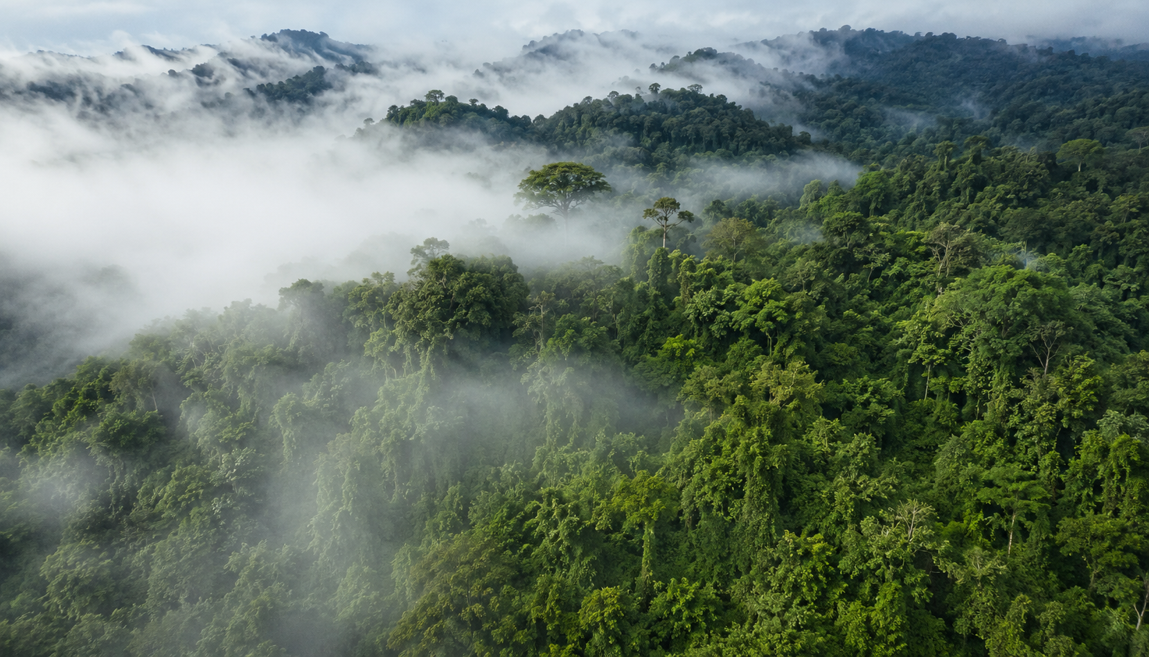 Costa Rica paid landowners to restore forests and biodiversity: bioacoustic data confirm the success