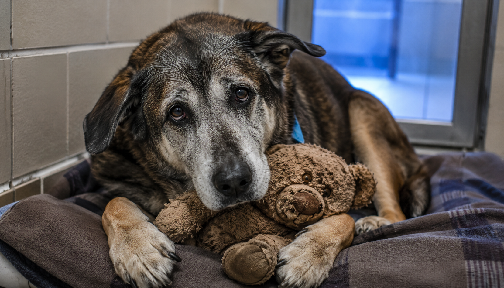 A dog at the shelter refused to let go of his teddy bear: the heartbreaking secret hidden inside