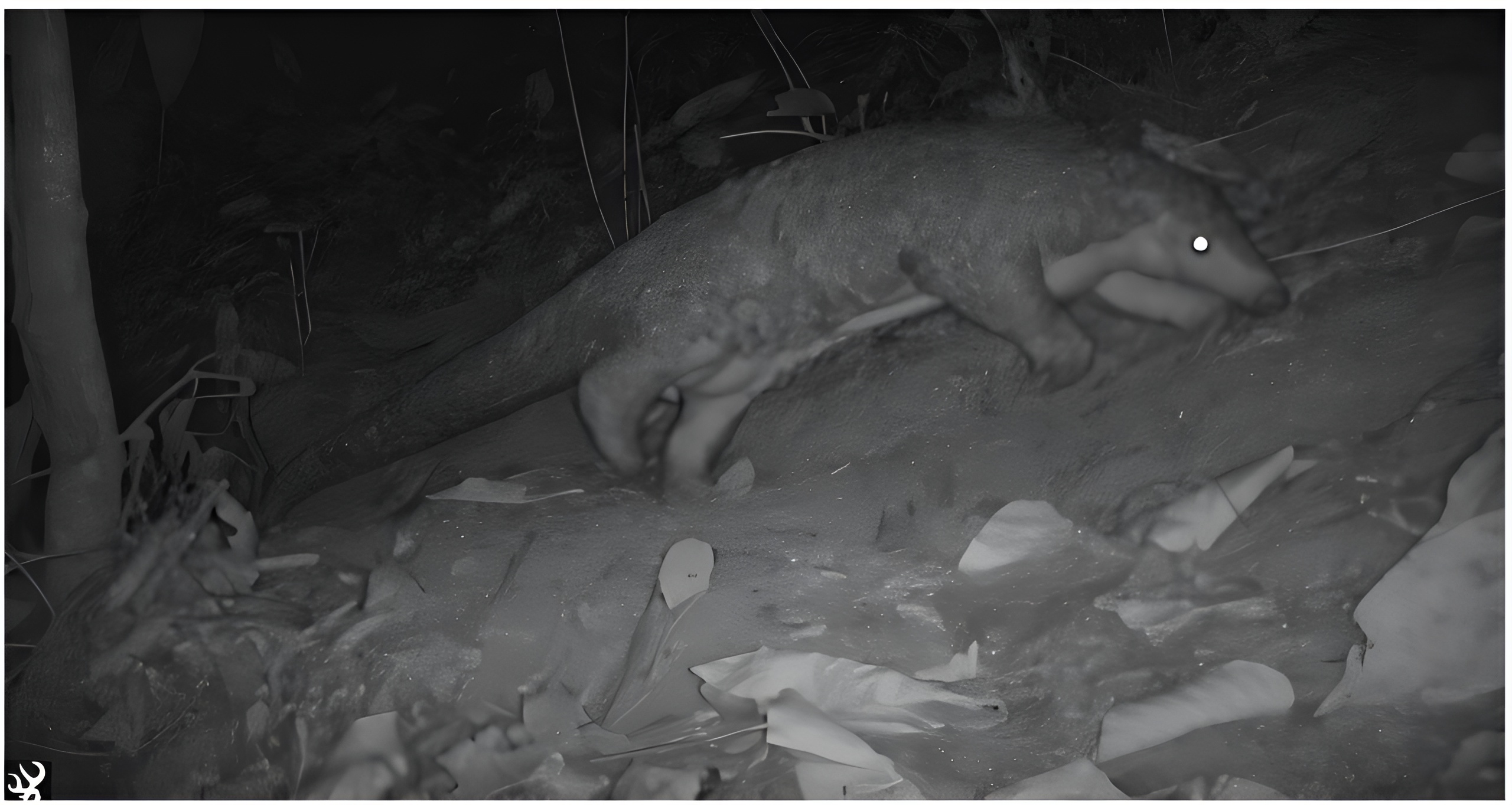 Nepal: Rare Chinese Pangolin Identified in a Sacred Forest in Sunsari District