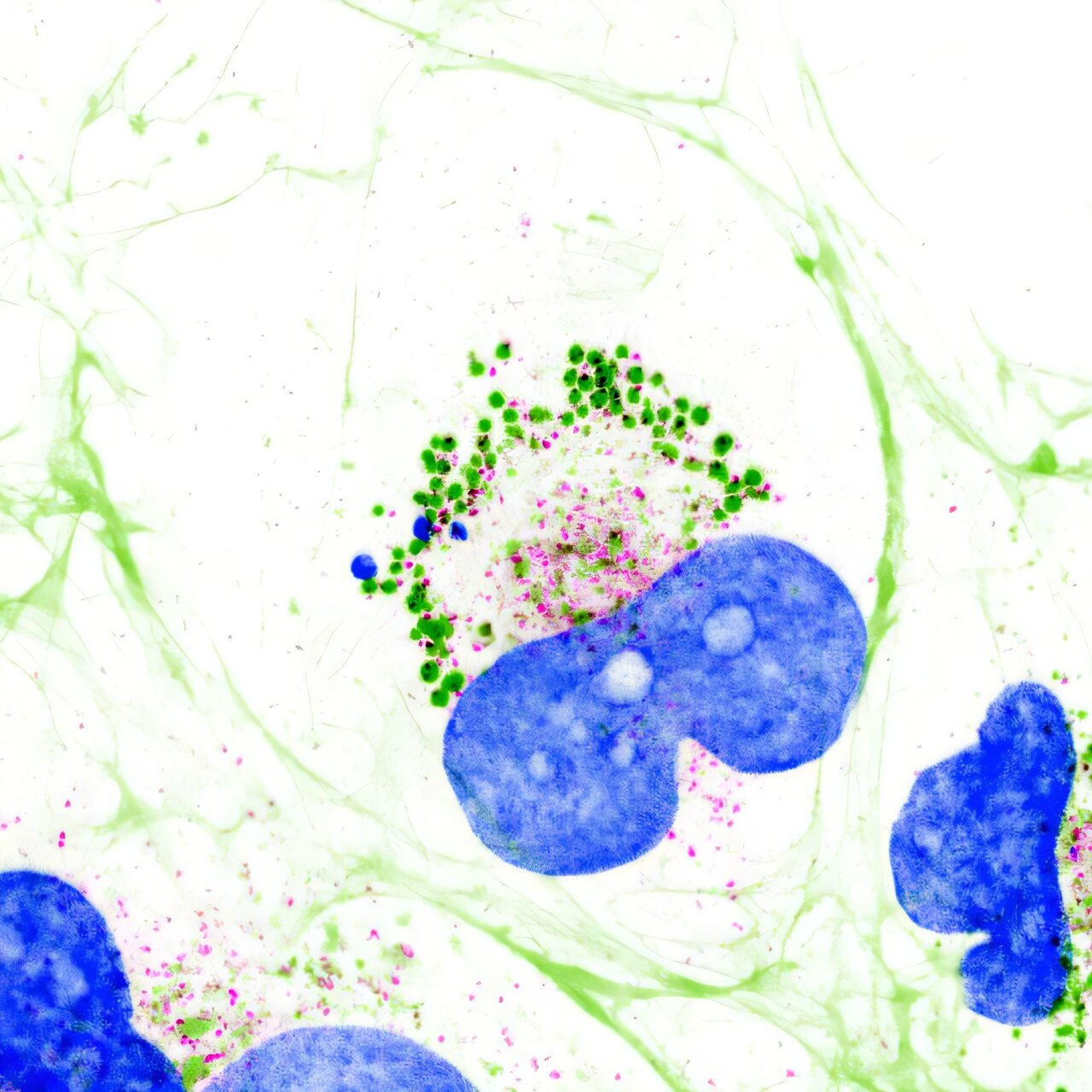 Researchers have discovered that collagen, the most abundant protein in the human body, is liquid inside cells