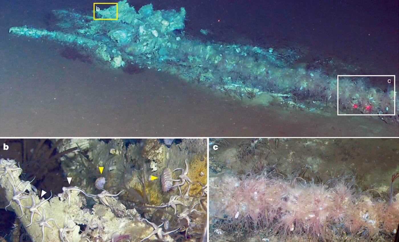 The largest whale graveyard ever discovered, nicknamed the “whale necropolis” because of its immense size