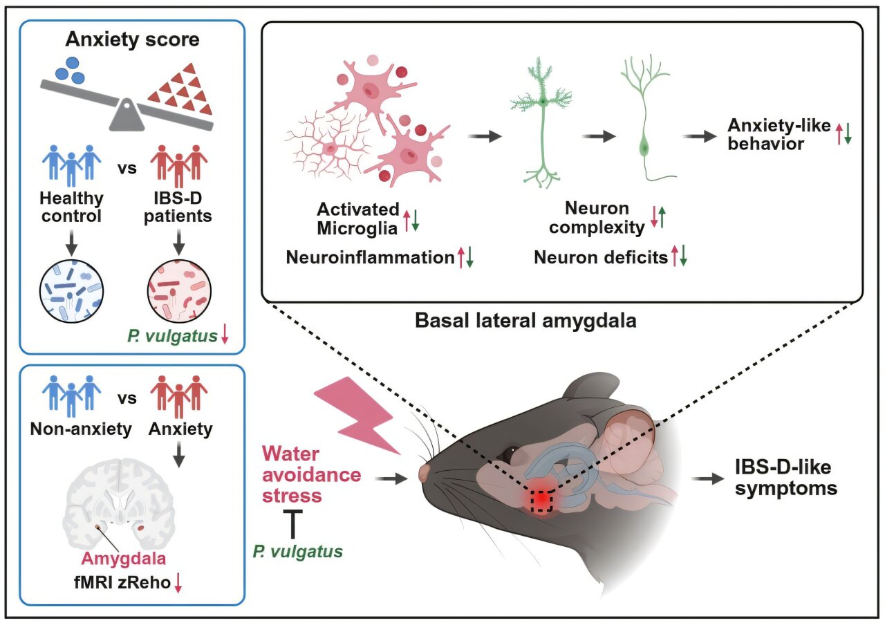 A gut bacterium may help relieve anxiety and diarrhea-predominant irritable bowel syndrome