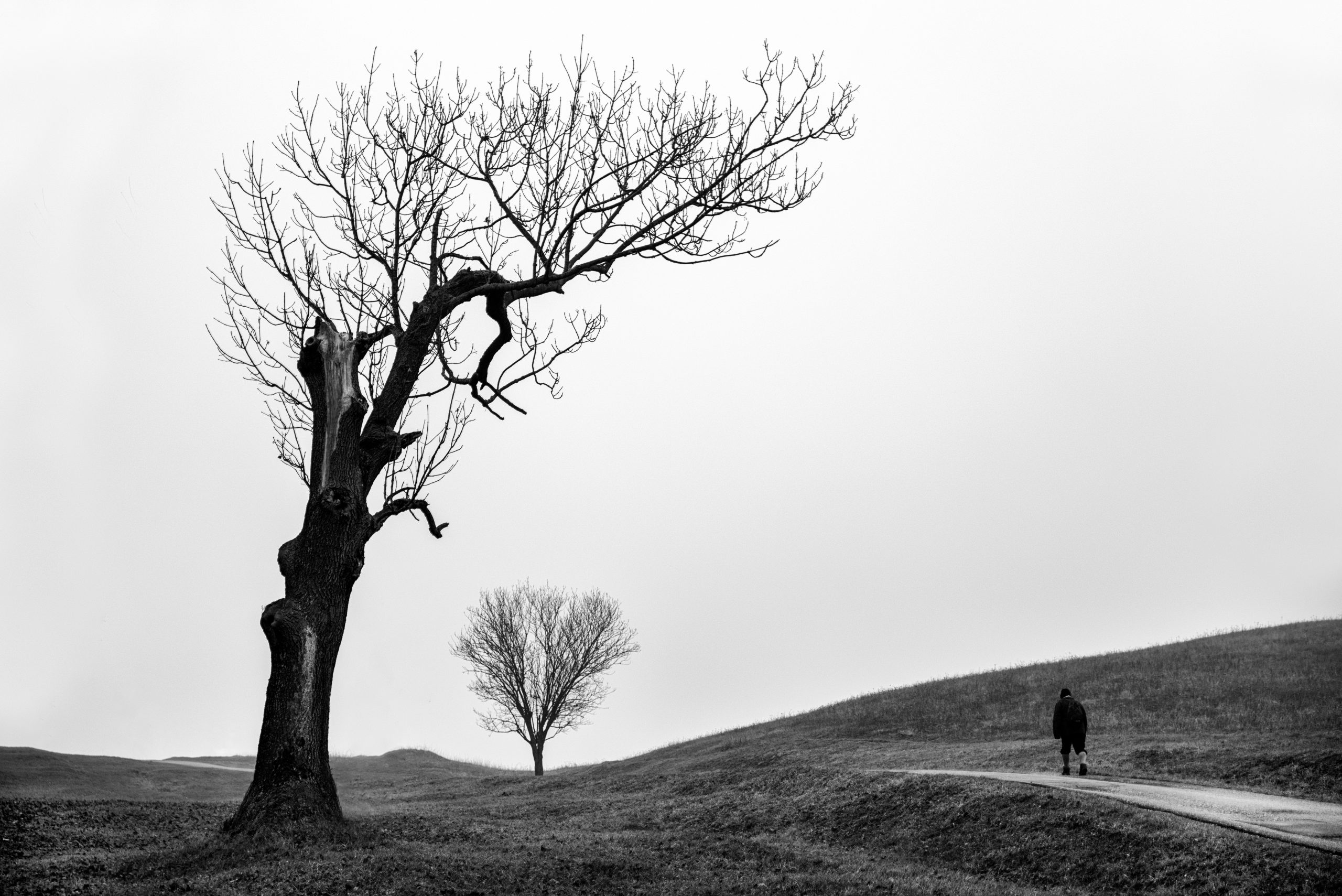DID YOU KNOW: The trees on your street are a better predictor of depression than parks