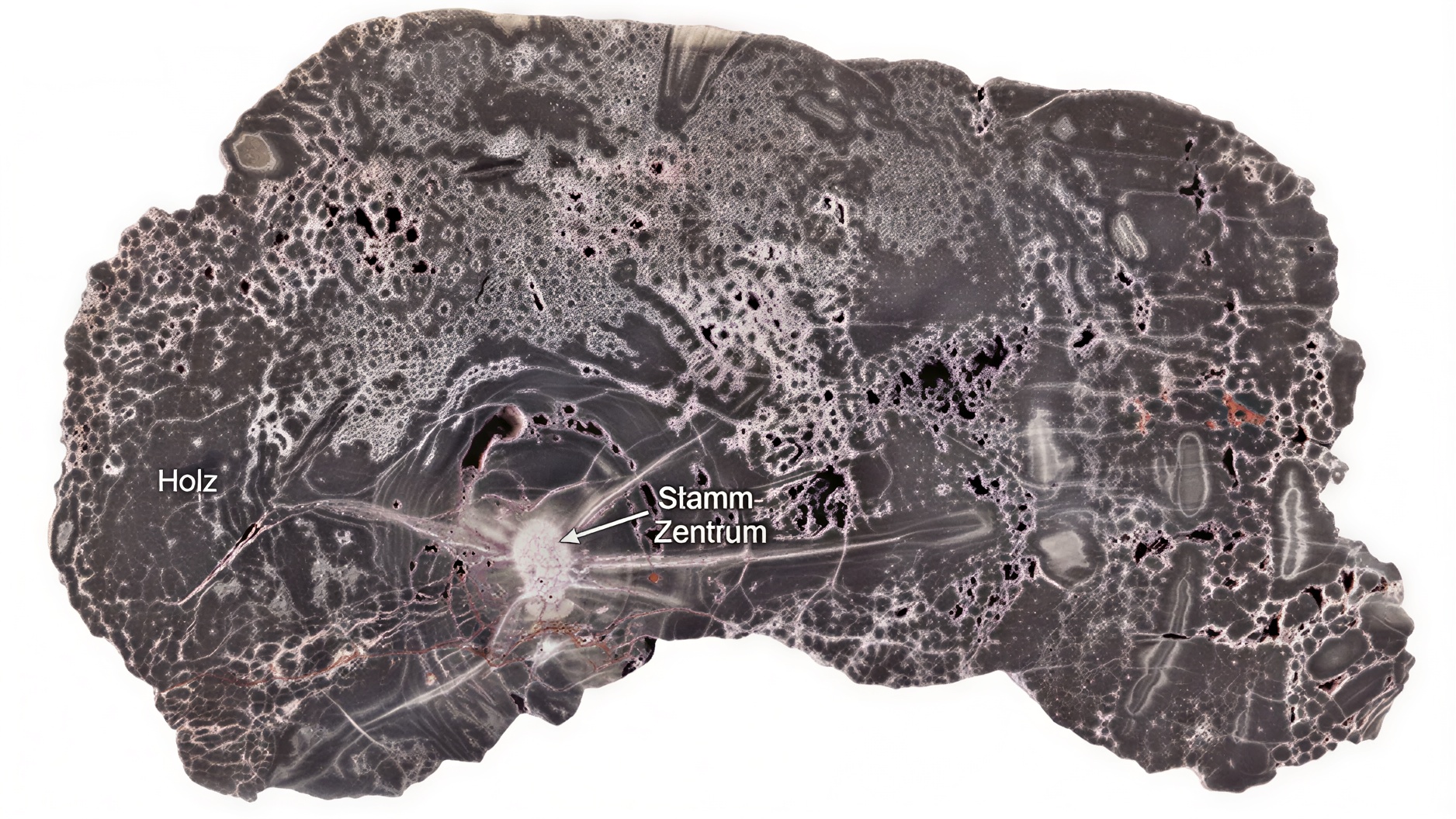 300-million-year-old fossilized wood reveals the Earth's hidden geological history